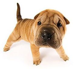 Shar-Pei Puppy