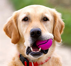 Golden Retriever with Ball