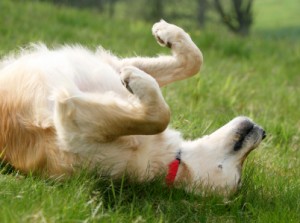 Dog in Grass