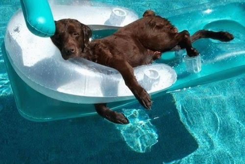 Dog in the Pool