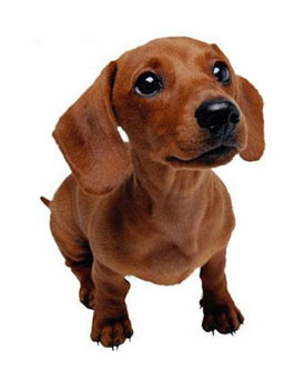 Small Puppy