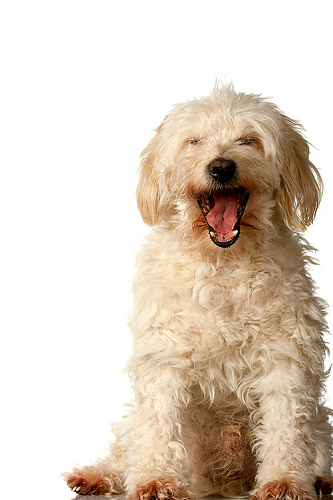 Fluffy Dog