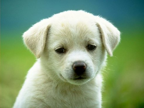 Small White Fluffy Puppy
