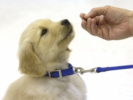 Puppy Being Trained