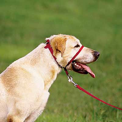 muzzle lead leash