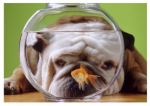 Dog Looking at Fish