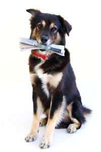 Dog Holding Newspaper