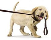 Dog Pulling Leash